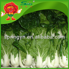 Fresh cabbage Chinese white cabbage price